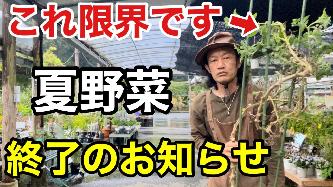 【お急ぎ下さい】粘ってもダメな夏野菜は切り替えが重要です　　　　　【カーメン君】【園芸】【ガーデニング】【初心者】