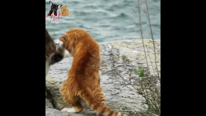 Video 8813181: cat fight animals, cat fight funny, cat lovers