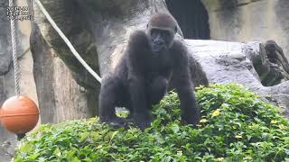 rain Gorilla D'jeeco family 吃。休息 / Jabali Ringo 邊吃邊玩。玩水 / Tayari 搥胸 2024-5-14 10:12-11:59