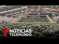 Autodefensas protegen cultivos de aguacate en México | Noticias Telemundo