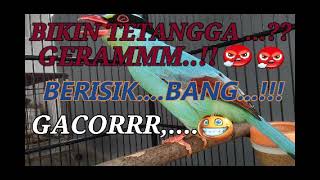 BIKIN TETANGGA GERAMMM.. 😂😂 BERISIK BANG..😠😡😠#BURUNG EKEK KELING GACORRR...