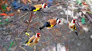 Видео С Птицами ~ Удивительная Песня, Чтобы Заставить Щегла Петь Мощно!