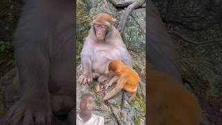 monkey funny video #monkeysr #funnyanimal #funnyanimal #funny #monkeychallenge #funnymonkey #monkey