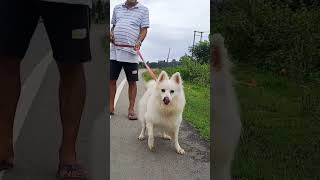 German Spitz Protecting // German Spitz Video #germanspitz #assam #youtubeshorts #shorts