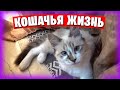 Мурка травмировалась / Видео про котов / Шлейка для кошки / Чем занять кошку