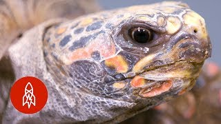 This Tortoise Could Be Extinct in 20 Years