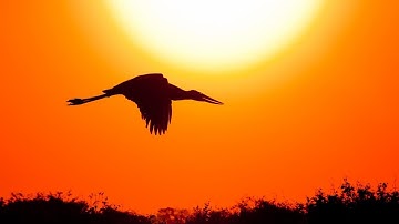 6. Sourate Al-An'am [ Les Bestiaux ] Saad Al-Ghamdi سورة الأنعام