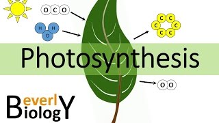 Photosynthesis