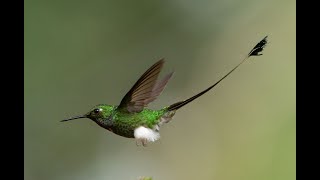 Birds at Sachatamia Lodge, Mindo, Ecuador. Part 1