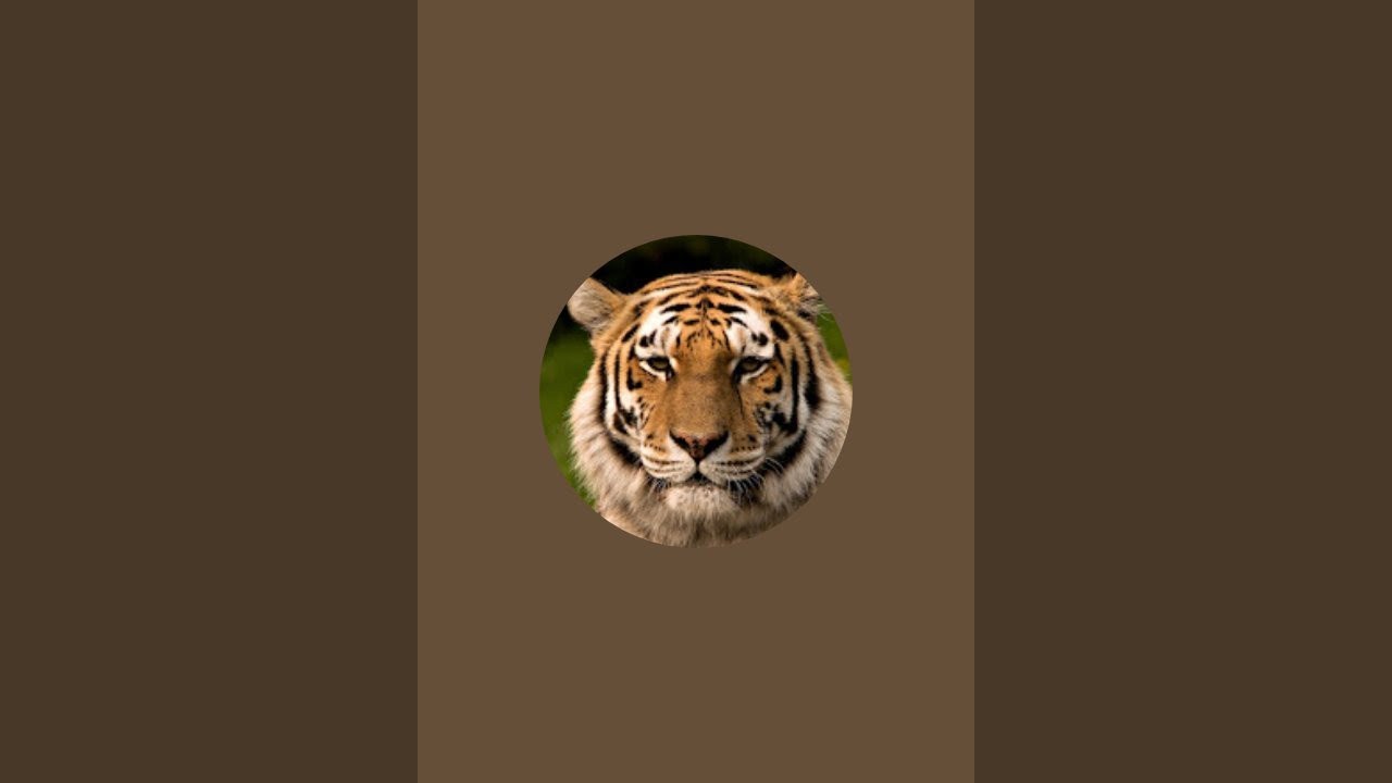 TIGR в прямом эфире!