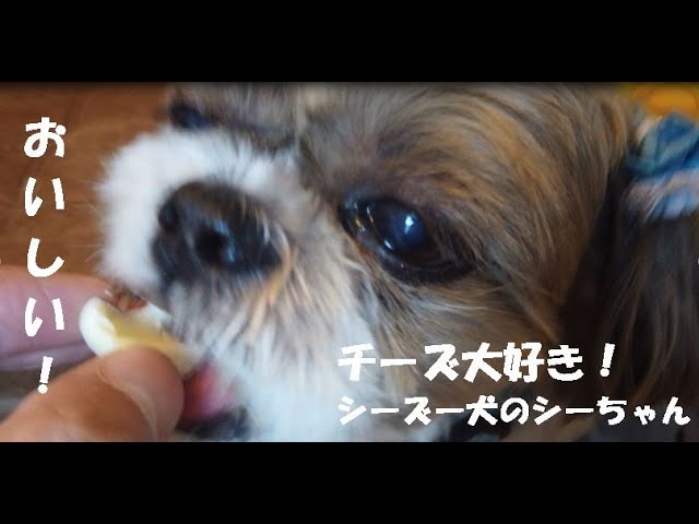 シーズー犬のシーちゃん チーズ大好き シーズー 犬 ペット Youtube