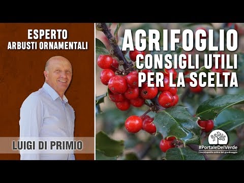 Video: Agrifoglio senza bacche - Ragioni per cui un cespuglio di agrifoglio non ha bacche