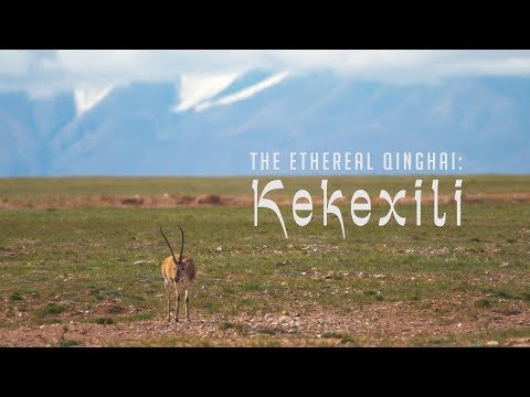 The Ethereal Qinghai: Kekexili 青海秘境：可可西里 - 4K Documentary