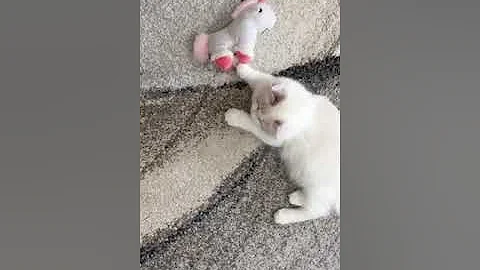 Video 1091551: blue lynx bicolour