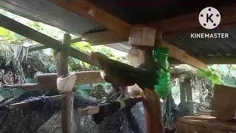 saib qaib dawb tsej zoo nkauj