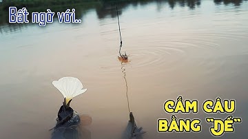 Cách Móc Dế Cắm Câu Đúng Cách Sao Cho Sống Lâu và Dai - Ưu Nhược điểm khi sử dụng Dế để Cắm Câu.