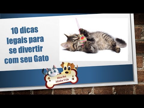 1O Dicas de como se divertir com seu gato