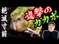 ほぼ絶滅から復活の劇的ストーリー…面白すぎるっ！【カカポの生態②】