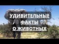 Самые Удивительные и Интересные факты о животных