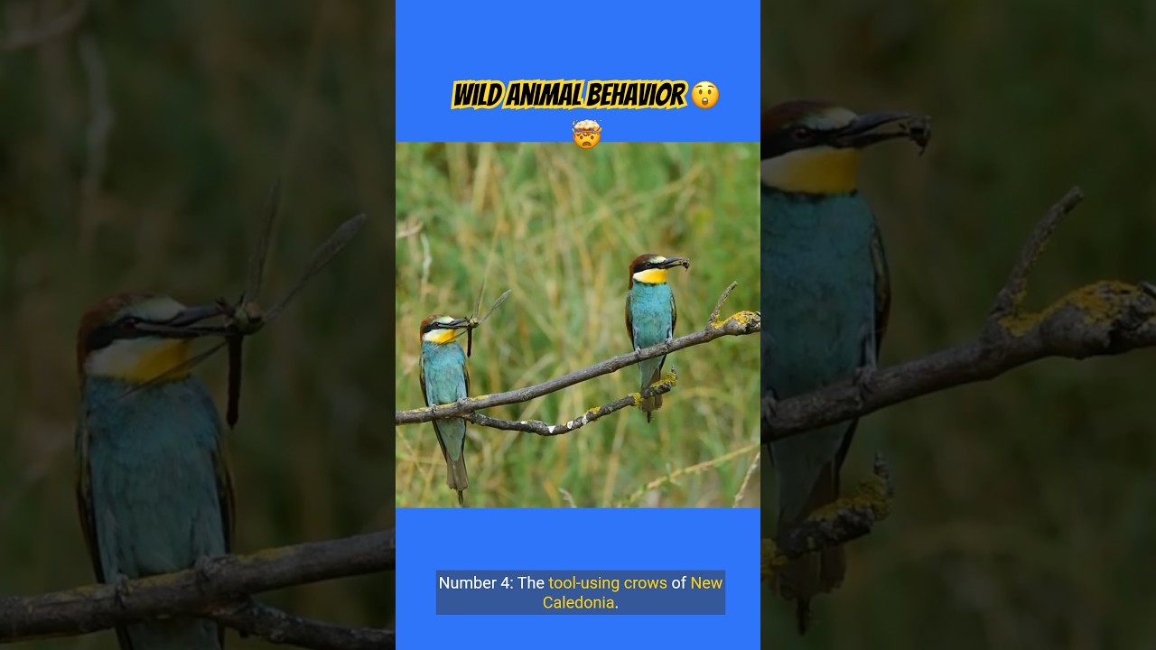 THE BIZARRE  BEHAVIOR OF WILD ANIMALS: FASCINATING NATURE MOMENTS 😲🤯