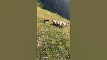 Herding 42 sheep with young border collie #bordercollie #herding #sheepdog