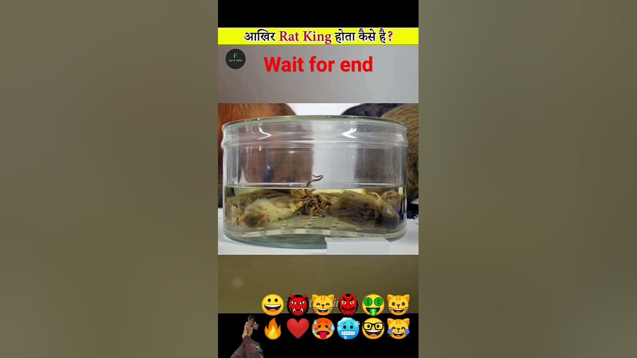 how-does-a-rat-king-happenv27-2024-youtube