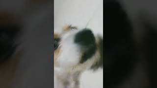 se llama roki papetos
