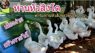 ห่านหัวสิงโตฝูงใหญ่ วิธีการเลี้ยงพร้อมสร้างรายได้ ณ ภูสุวะฟาร์ม | EP.137