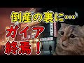 【猫ミーム】パチンコ大手ガイア、ついに崩壊…！倒産の裏にあった“ヤバすぎる真実”とは！？