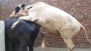 Omg,,, Cow mating with buffalo how amazing can you believe this things