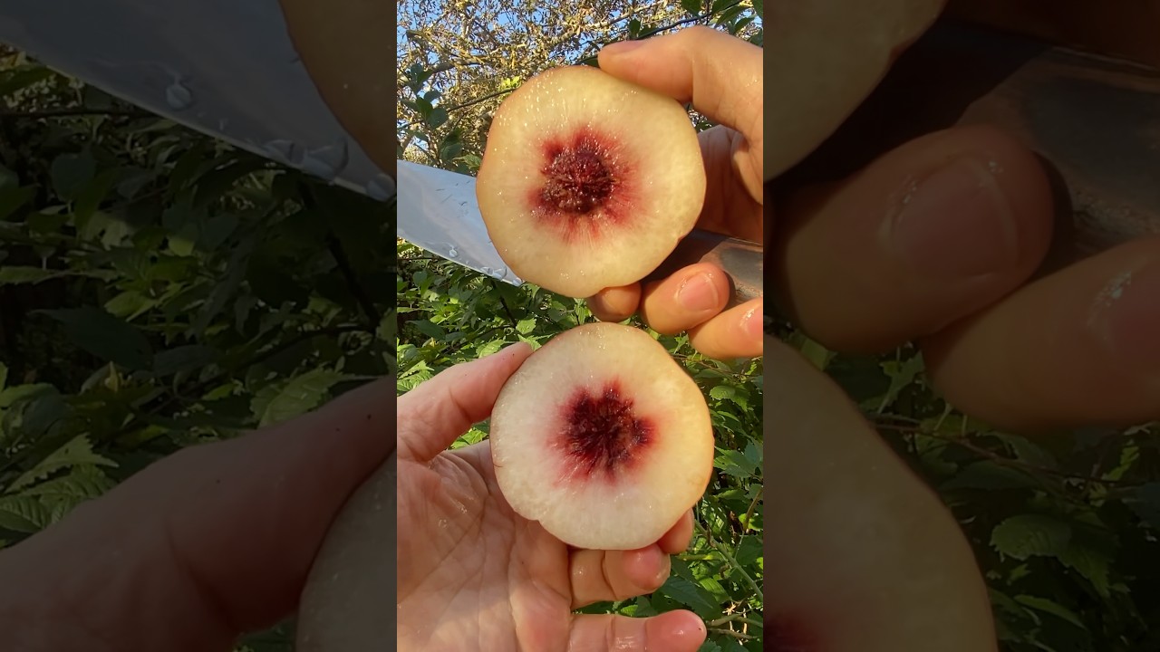 Satisfying flat peaches 🍑 cutting skills 