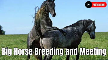 Big Horse Breeding  | Beautiful Hybrid Horse Breed