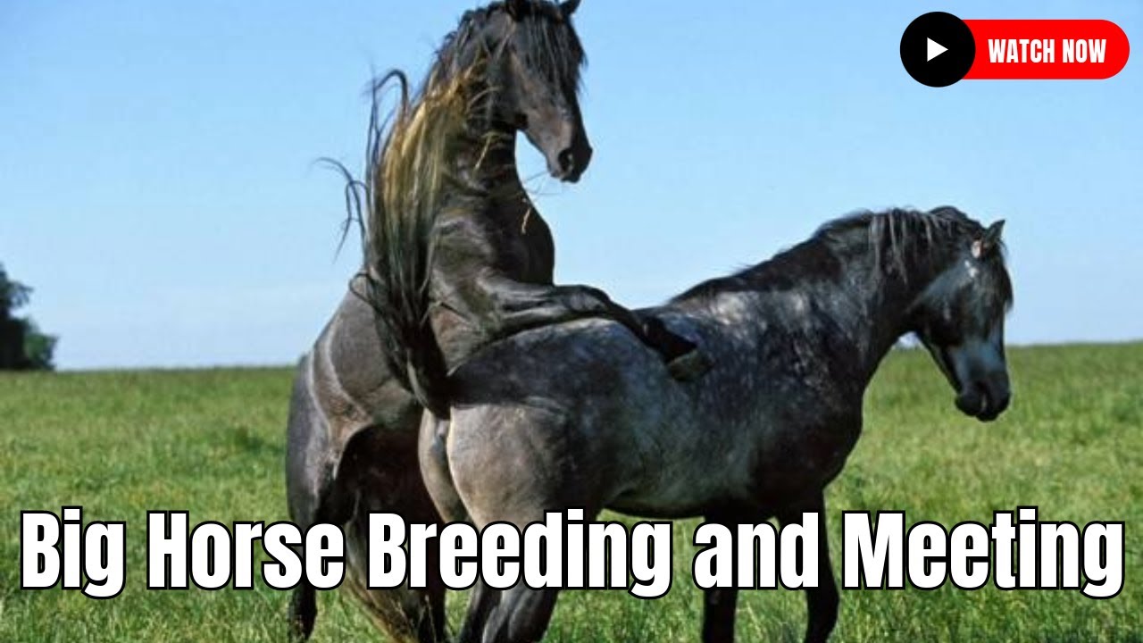 2 Male Horses Mating