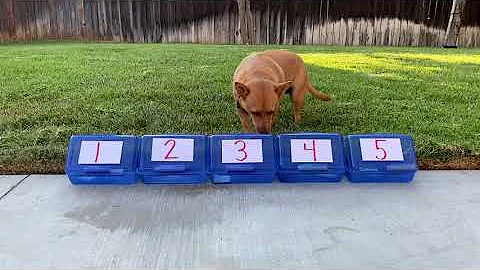 Professor Ginger Sorts by Number