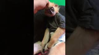 Download Lagu ANAKAN MONYET DI AJAK BANGUN SAHUR MASIH NGANTUK 🤣 #VIDIOLUCU #viral #shorts #ramadhan MP3