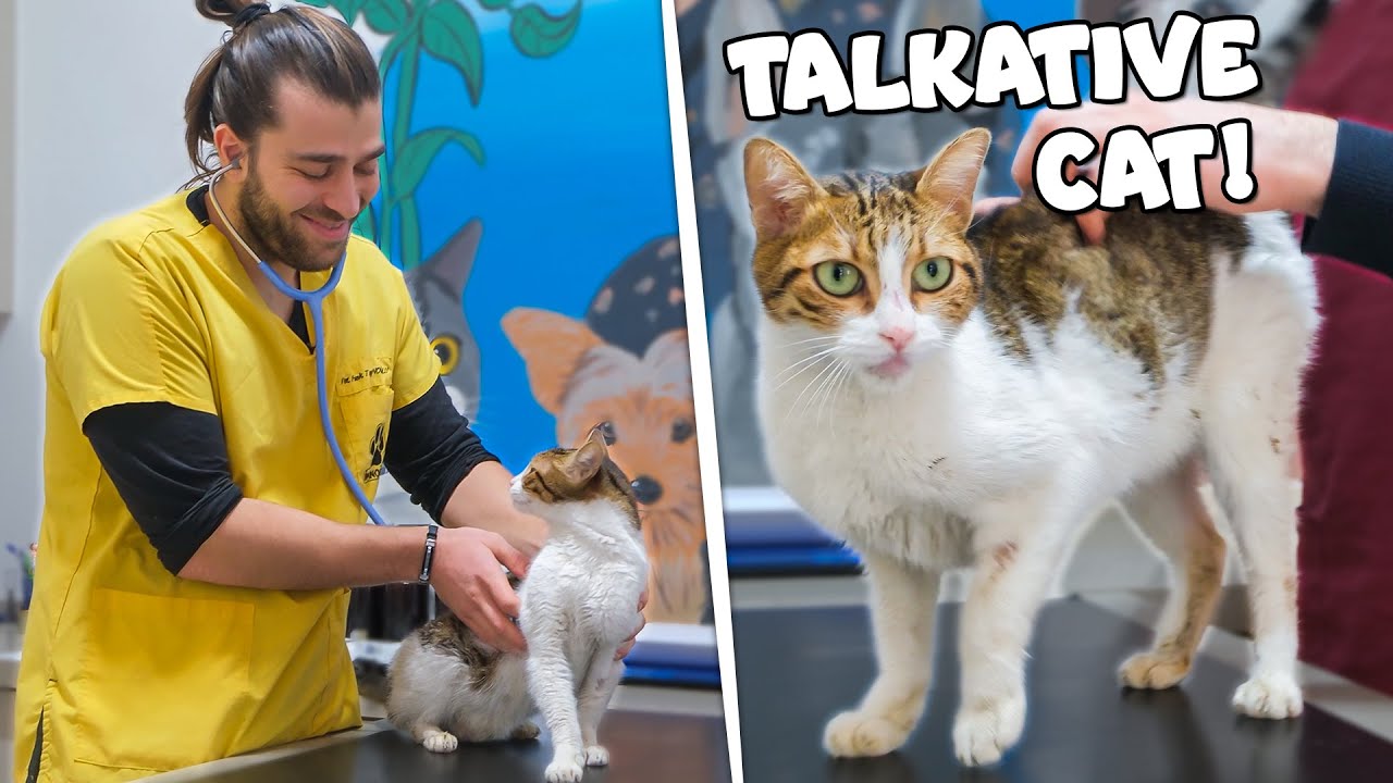 Исцеление больной бродячей кошки! (Ласковая и разговорчивая кошка издает звуки, как голубь!)