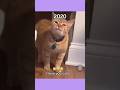 What Happened To These Famous Cats?💔(Then vs Now) #shorts