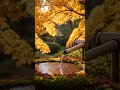 Escape stress now with gentle forest stream sounds. Quick relaxation Shorts clip