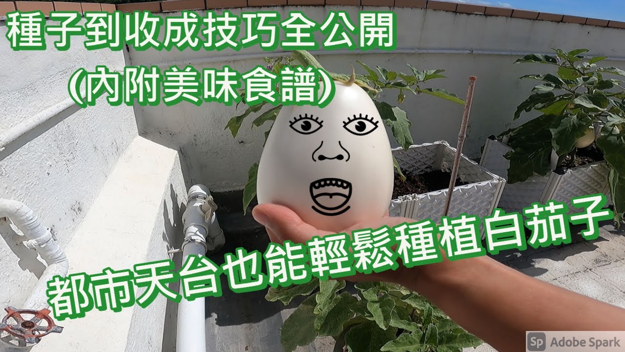 白茄子都市天台種植教學由種子到收成蟲害管理好吃茄子食譜及製作分享eggplant Picked In The City Roof Garden Simple Roast Recipe Youtube