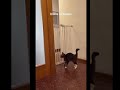 Funny cat compilation Part 1