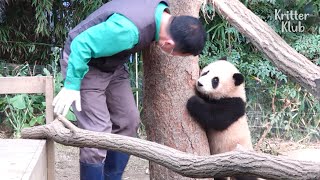 Zookeeper играет в прятки с детенышем (часть 1) | Криттер Клуб