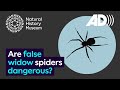 Understanding False Widow Spiders