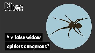 Are false widow spiders dangerous? (Audio Described)