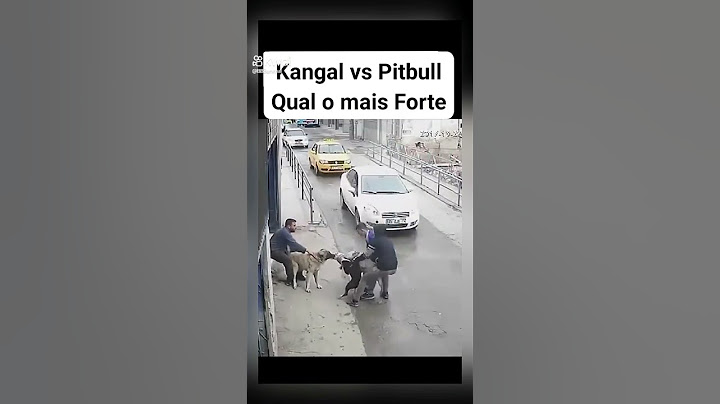 a LUTA mais ESPERADA  #kangal #pitbull #luta #briga