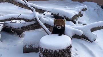 Red Panda Snow Day 4K
