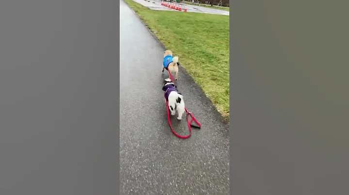 Freedom Trot