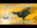 Ma l'Ornitorinco... è un rettile!? (storia evolutiva dei monotremi)
