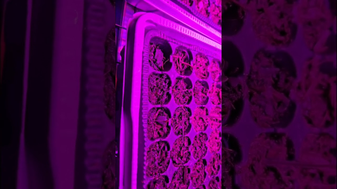 Jungpflanzen Updates nach 2 wochen 