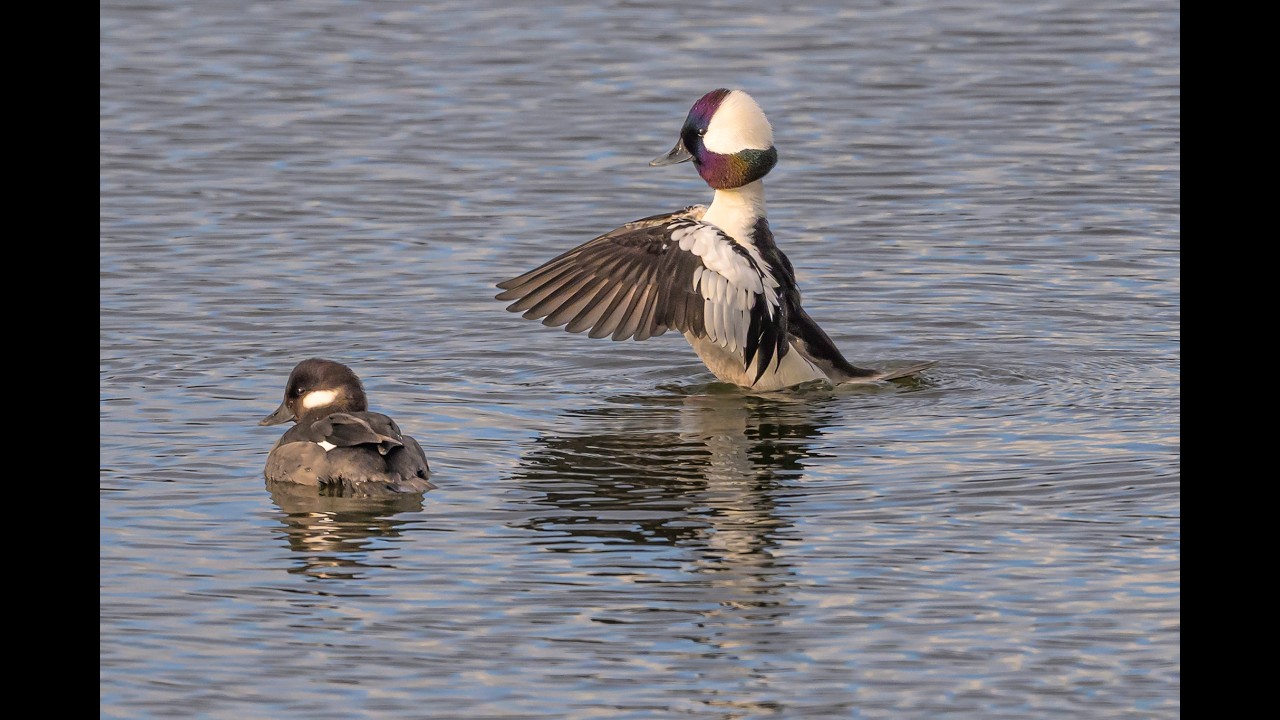 Buffleheads at Whalen Island