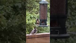 ❤️🦜#backyardbirds #beautiful #2025 #summer #goldfinch #woodpecker #sparrow #dove 🦜❤️ #feeding